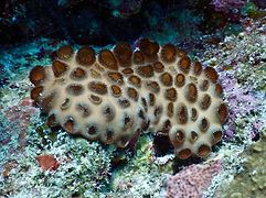 Palythoa caesia (zoanthid)