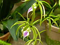 Prosthechea ionocentra flowers