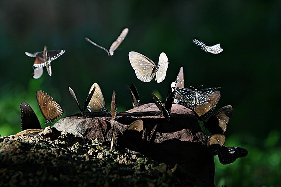 Pang Sida National Park © KOSIN SUKHUM