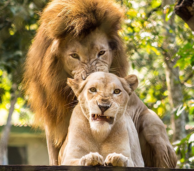 File:Panthera leo en El Salvador.jpg