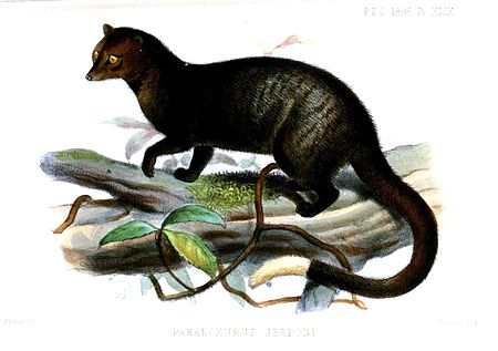 Paradoxurus