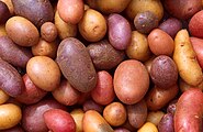 درنات صالحة للأكل – تشكيلة من البطاطس في مستنبت نباتي