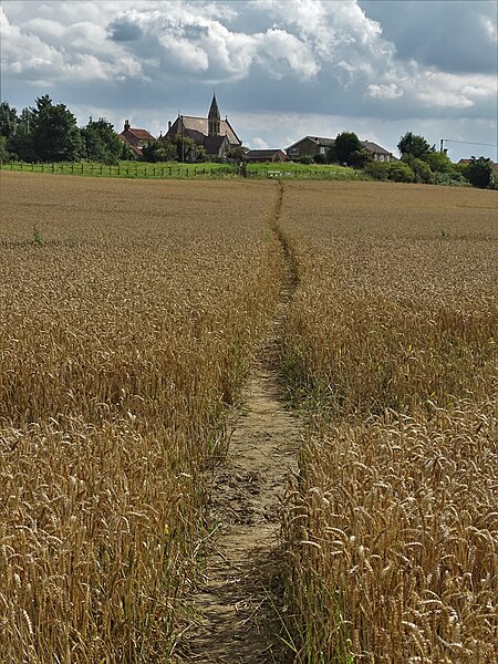 File:Path through a cornfield to North Elmsall - geograph.org.uk - 6233001.jpg