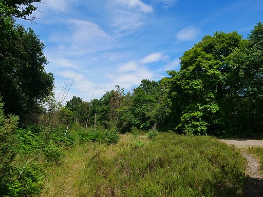 Path through the Eastern Side of Bostall Woods
