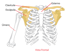 Pectoral girdle front diagram pt.svg