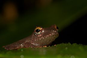 Kép leírása Kukucskálj!  Pristimantis caryophyllaceus.jpg.