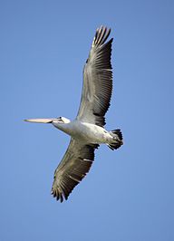 Australian Pelican (Pelecanus conspicillatus), Northern Territory, Australia