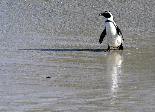 African penguin in the shallows, reflection and shaddow at 90 degrees.