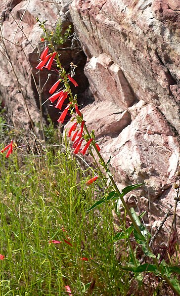 File:Penstemon eatonii 1.jpg