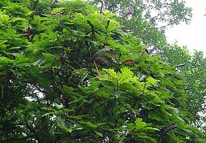 Pentaclethra macroloba Costa Rica.jpg