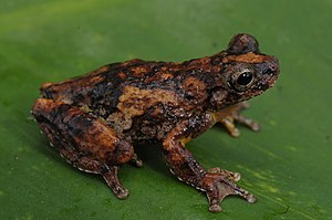 Pererequinha - Dendropsophus seniculus.jpg