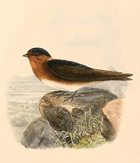 Descrierea imaginii Petrochelidon fulva 1894.jpg.