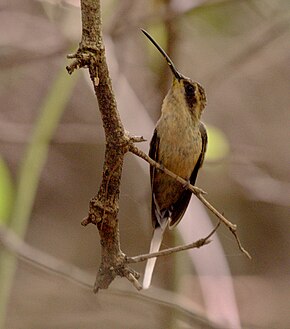 Popis obrázku Phaethornis subochraceus (oříznutý) .jpg.