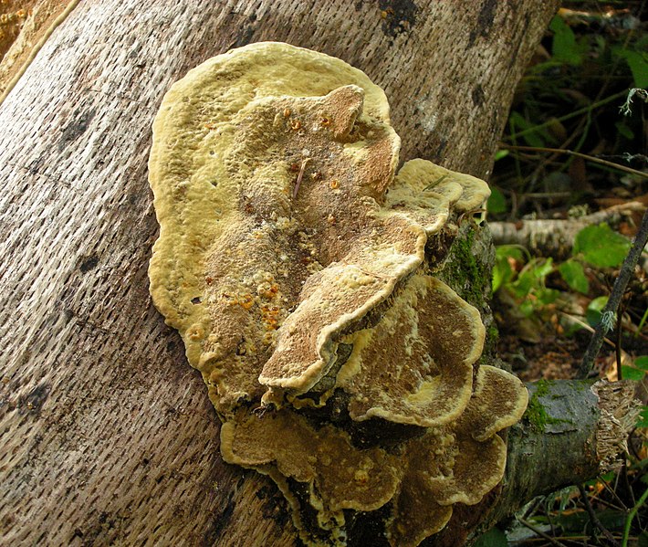 File:Phellinus gilvus 197312.jpg