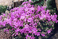 Phlox ×procumbens 'Rosea'