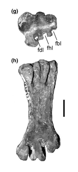 Phocavis Tarsometatarsus.png