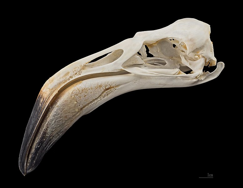 File:Phoenicopterus ruber MHNT.jpg
