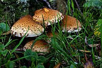 Pholiota