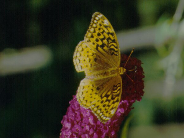 Great spangled fritillary butterfly at the park's butterfly garden