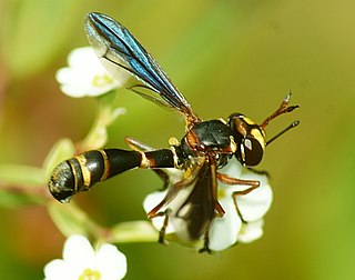 <i>Physocephala marginata</i> Species of fly