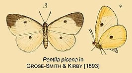 Pentila picena