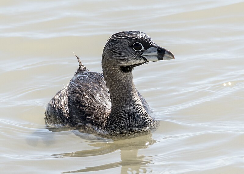 File:Pied-billed Grebe (30177196620).jpg