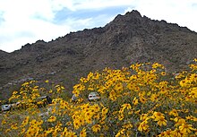 Brittlebush blooming near the base of Piestewa Peak PiestewaPeak-brittlebush.jpg