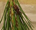 Pine Sawyer beetle 1.jpg