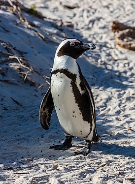African penguin (Spheniscus demersus), Boulders Beach, Simon's Town