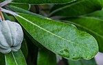 Thumbnail for File:Pittosporum crassifolium in Hot Water Beach 03.jpg