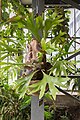 * Nomination Platycerium bifurcatum (elkhorn fern) in the jardin botanique de Lyon, France. --Medium69 08:48, 17 September 2015 (UTC) * Promotion Good quality. --Poco a poco 17:40, 17 September 2015 (UTC)