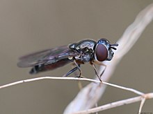 Platycheirus ambiguus 02.JPG