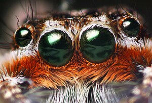 Eyes of a jumping spider