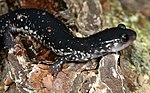 Thumbnail for Northern slimy salamander