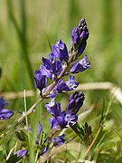 Polygala vulgaris