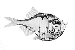 <i>Polyipnus tridentifer</i> Species of fish
