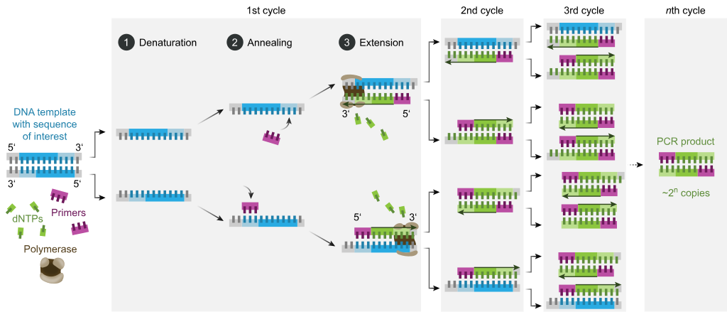 Prikaz ciklusa PCR