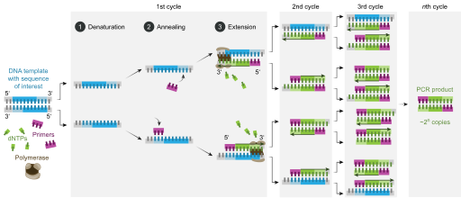 File:Polymerase chain reaction-en.svg