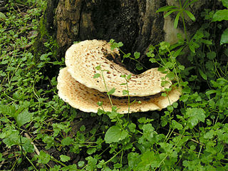 <i>Cerioporus</i> Genus of fungi
