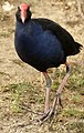 Talève sultane (Porphyrio porphyrio samoensis) - kale - Nicheur