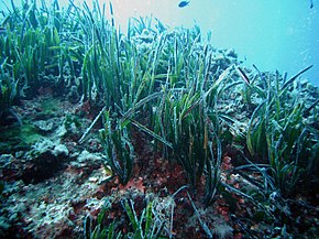 Description de l'image Posidonia oceanica Portofino 01.jpg.