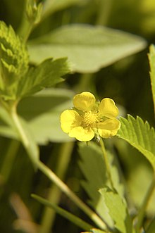 Potentilla simplex.jpg