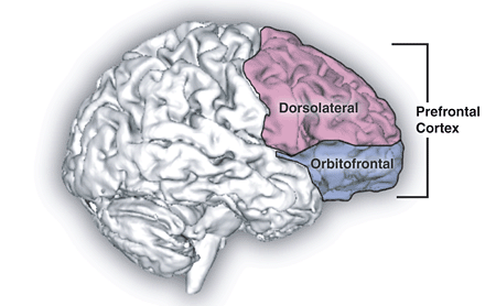 ไฟล์:Prefrontal_cortex.png