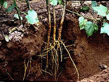 Primary and secondary roots in a cotton plant Primary and secondary cotton roots.jpg
