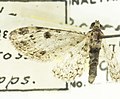 Prorella discoidalis, det. H.W. Capps, -26381, North Rim, Grand Canyon, Arizona, 22 August 1938, Louis Schellbach III (49549856063).jpg