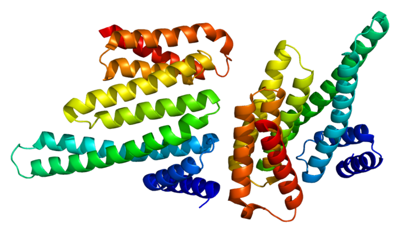 File:Protein YWHAB PDB 2bq0.png