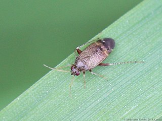<i>Psallus perrisi</i> Species of true bug