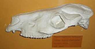 Replica of a fossilized cranium of the Miocene horse Pseudhipparion Pseudohipparion retrusus.JPG