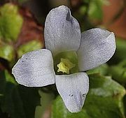 ホソバツルリンドウの花、白草山（岐阜県下呂市）にて、2014年10月18日撮影