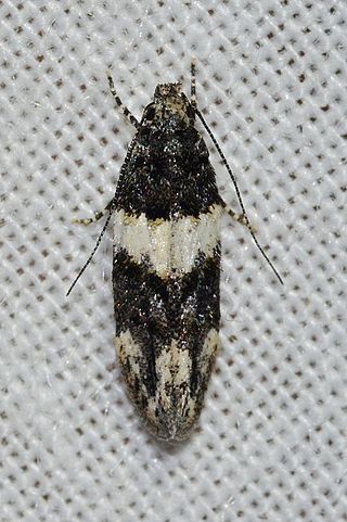 <i>Pubitelphusa latifasciella</i> Species of moth
